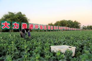 肇慶綠色農副產品集散基地 蝶變在即